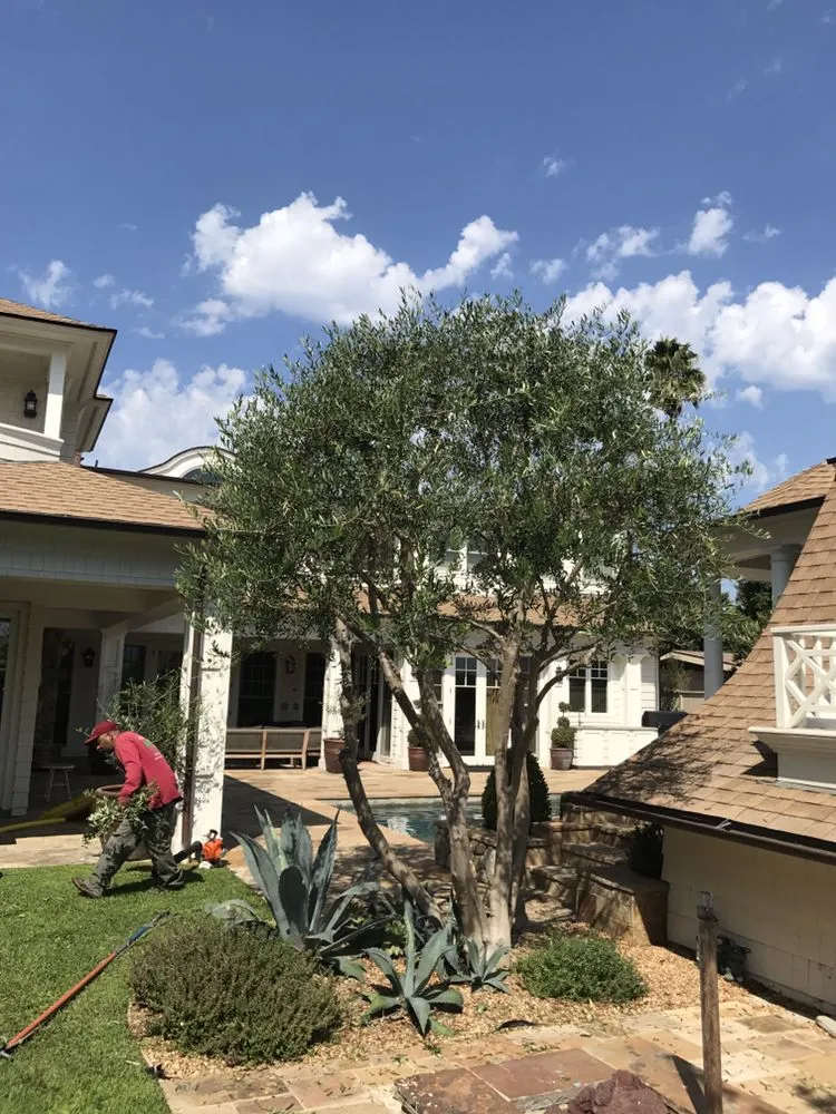 Top-rated yard maintenance in Torrance, CA by MGA Tree Service