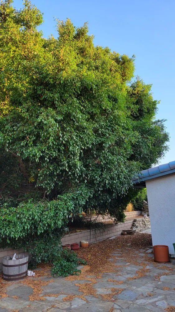 Reliable landscape installation in Torrance, CA - MGA Tree Service
