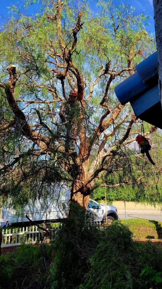 Expert landscape installation in Torrance, CA by MGA Tree Service