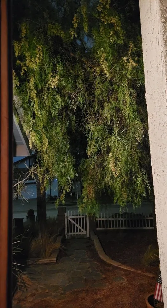 Custom landscape design experts serving Torrance, CA - MGA Tree Service