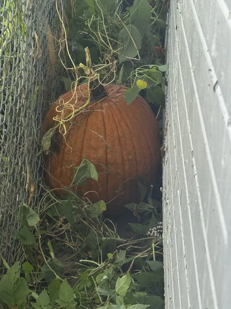 Trusted lawn care service for outdoor upgrades in Fitchburg, WI by MGG Landscaping