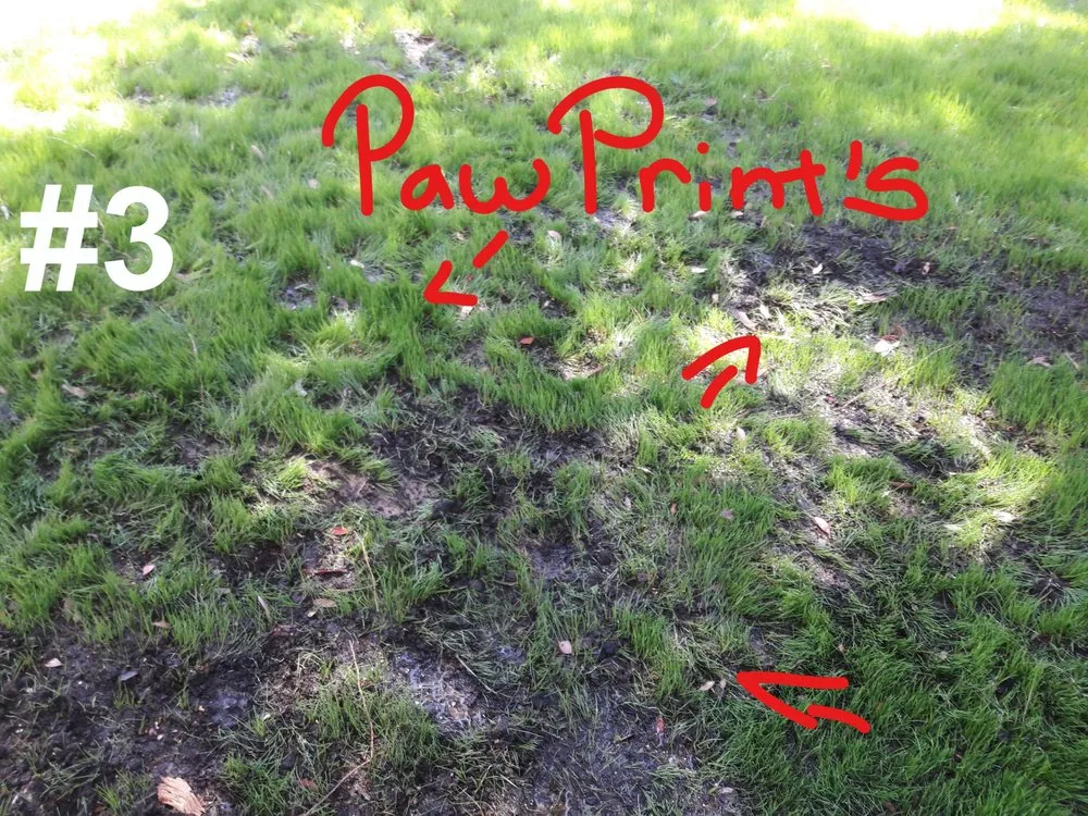 Affordable lawn mowing service near you across Lancaster, CA - MGG landscaping