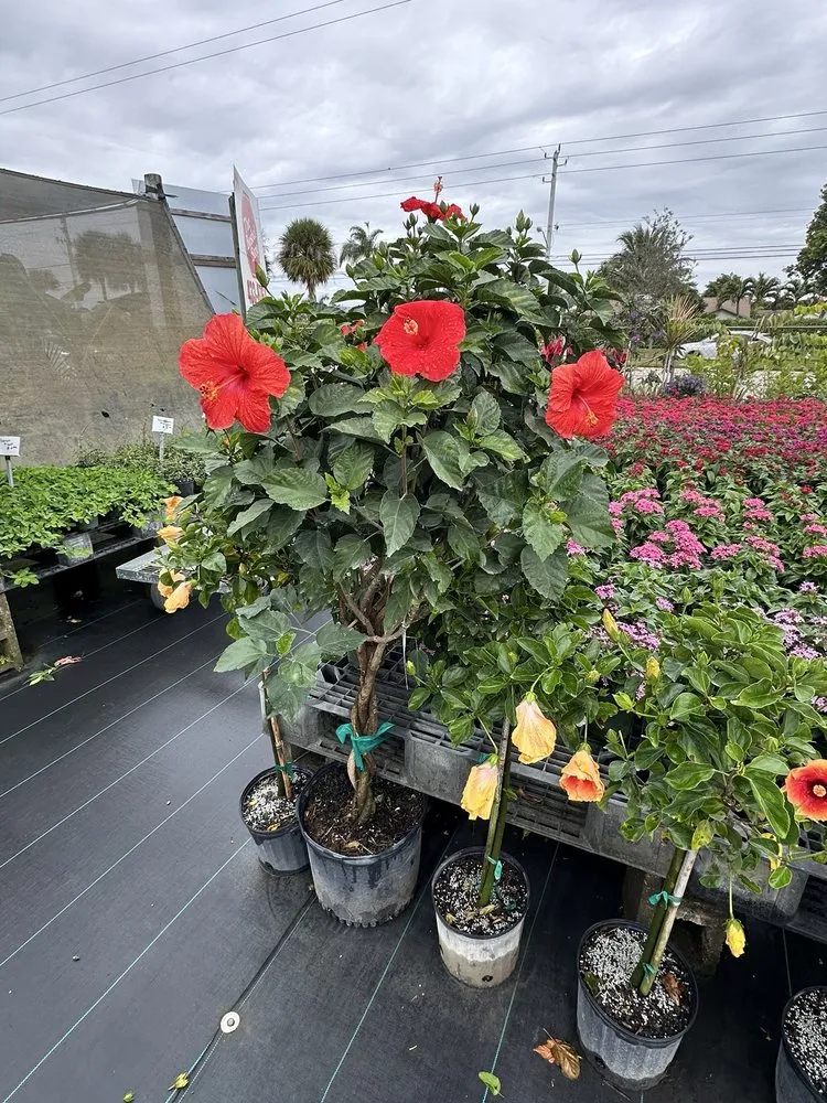 Reliable yard cleanup service in Lake Worth, FL by MGH Landscaping