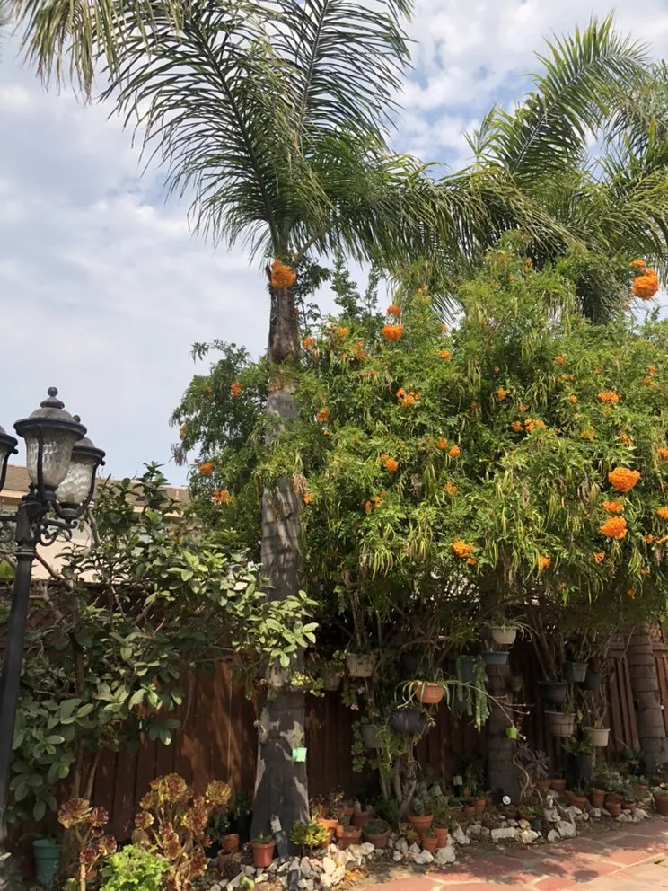 Custom landscape installation in Oxnard, CA by MGL Landscaping