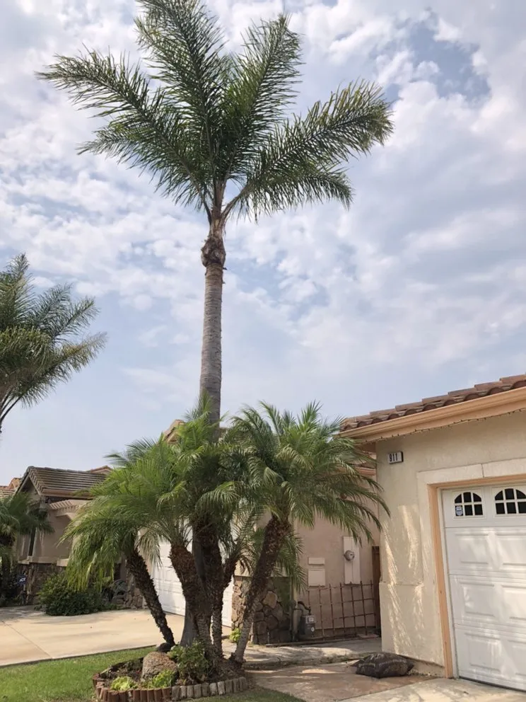 Top-rated yard maintenance in Oxnard, CA - MGL Landscaping