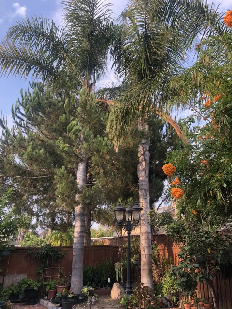 Local residential landscaping in Oxnard, CA - MGL Landscaping