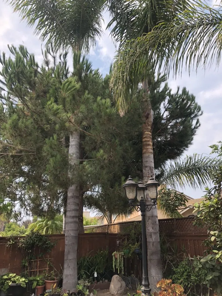 Local landscape installation in Oxnard, CA - MGL Landscaping