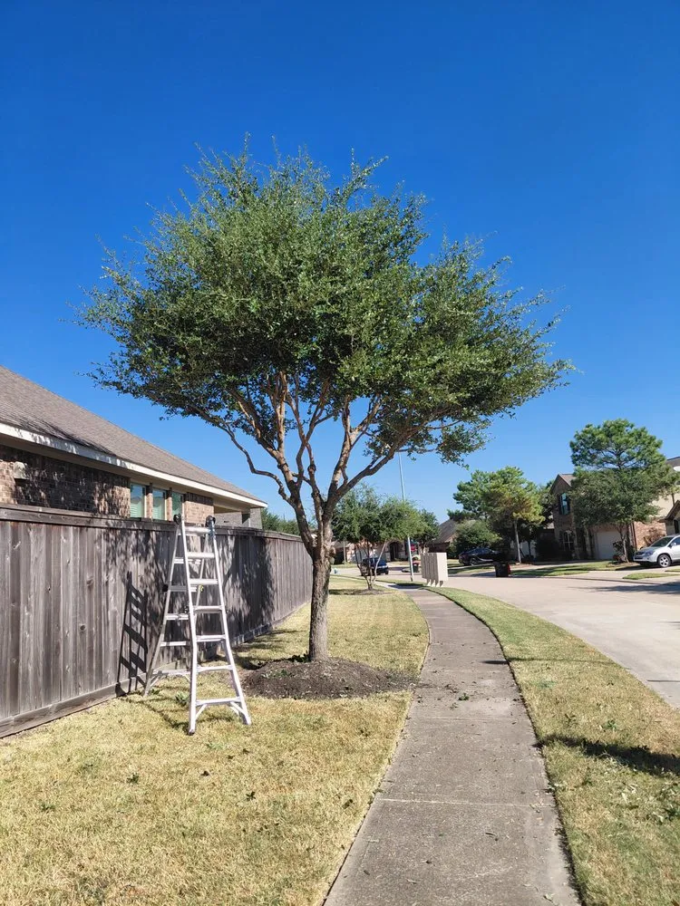 Reliable landscaping services for outdoor upgrades across Katy, TX - MGO Solutions & Lawn Care