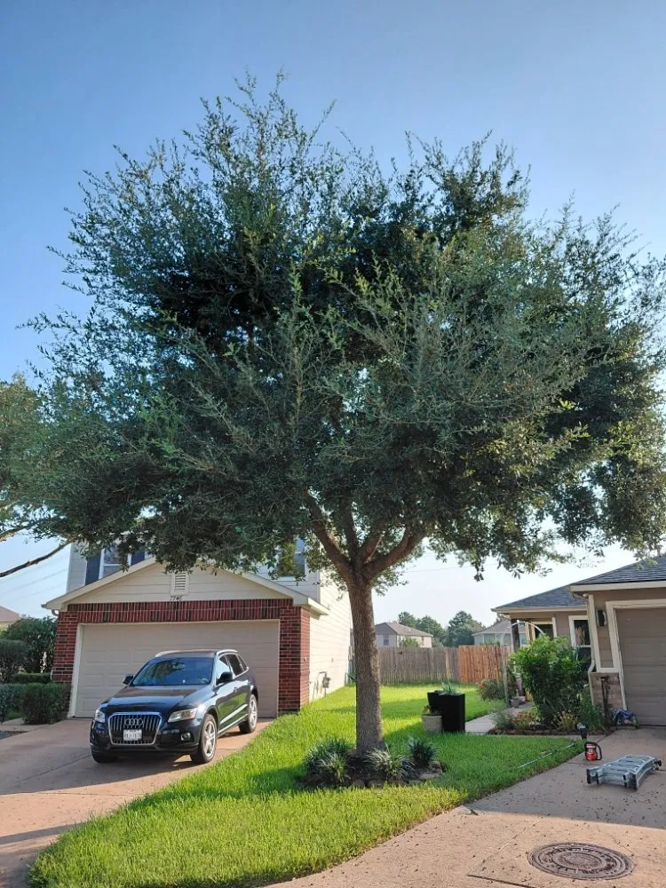 Reliable lawn care service with custom design across Katy, TX - MGO Solutions & Lawn Care