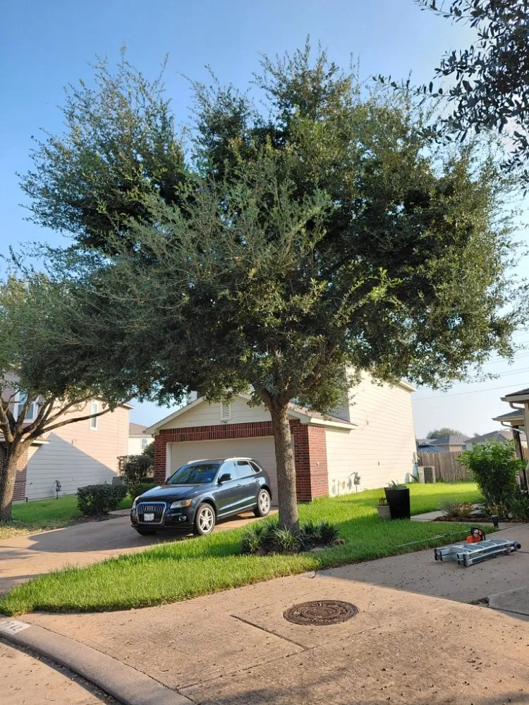 Local outdoor landscaping in Katy, TX - MGO Solutions & Lawn Care