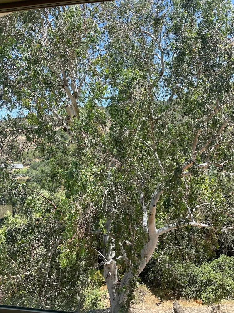 Local outdoor landscaping for outdoor upgrades across Fallbrook, CA - MG's Tree Service & Landscaping