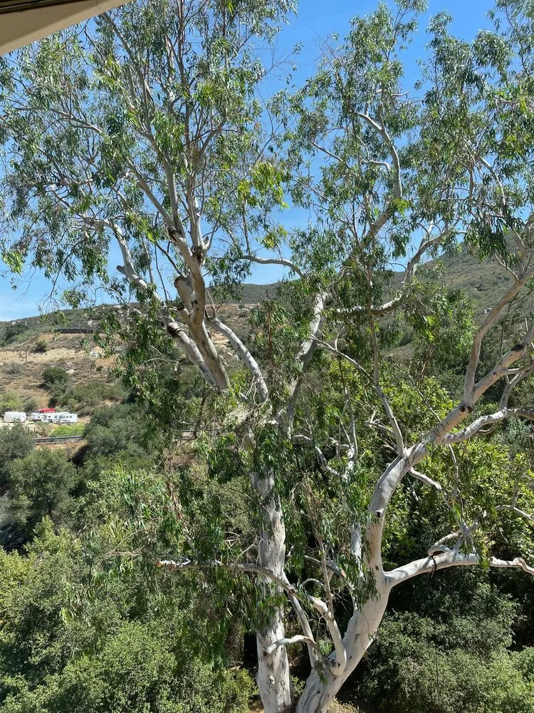 Expert landscaping services near you in Fallbrook, CA by MG's Tree Service & Landscaping