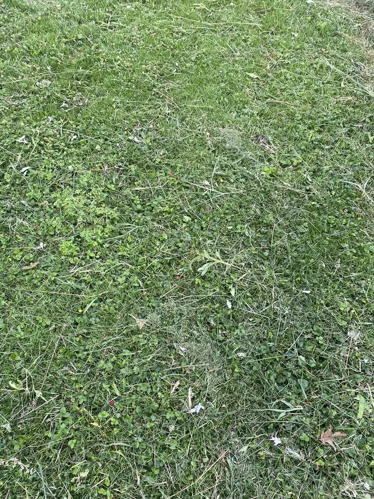 Professional lawn care service experts serving Cleveland, OH - MH Landscaping