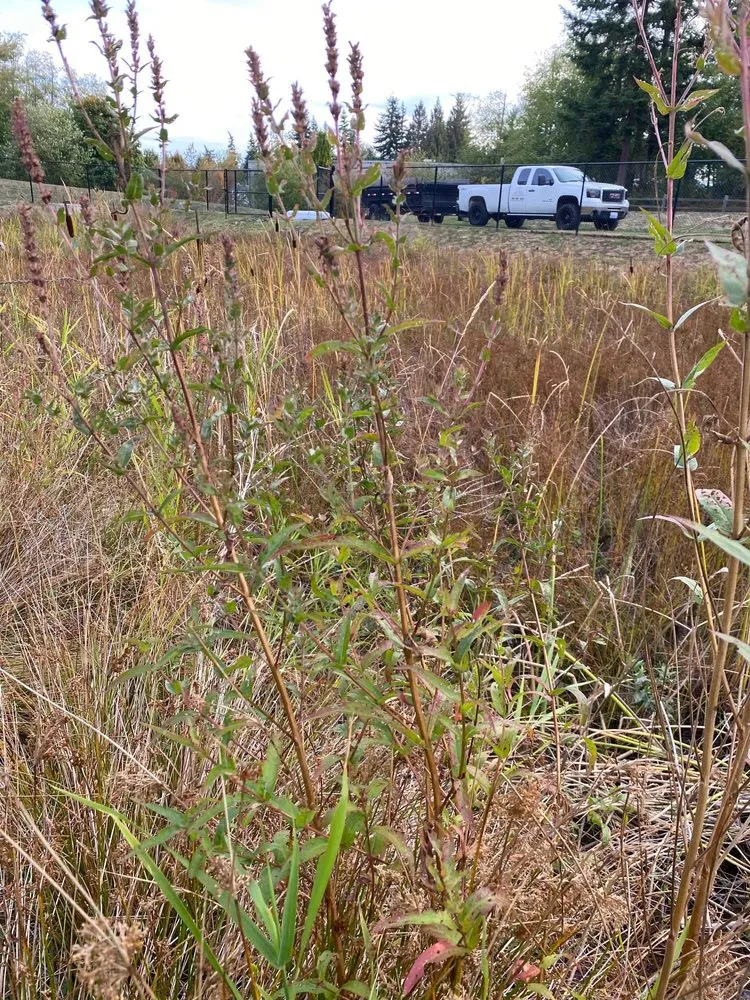 Top-rated yard cleanup service in Mount Vernon, WA by M.H Landscaping