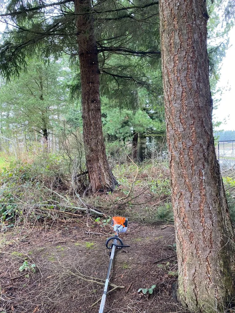 Affordable yard cleanup service in Mount Vernon, WA by M.H Landscaping