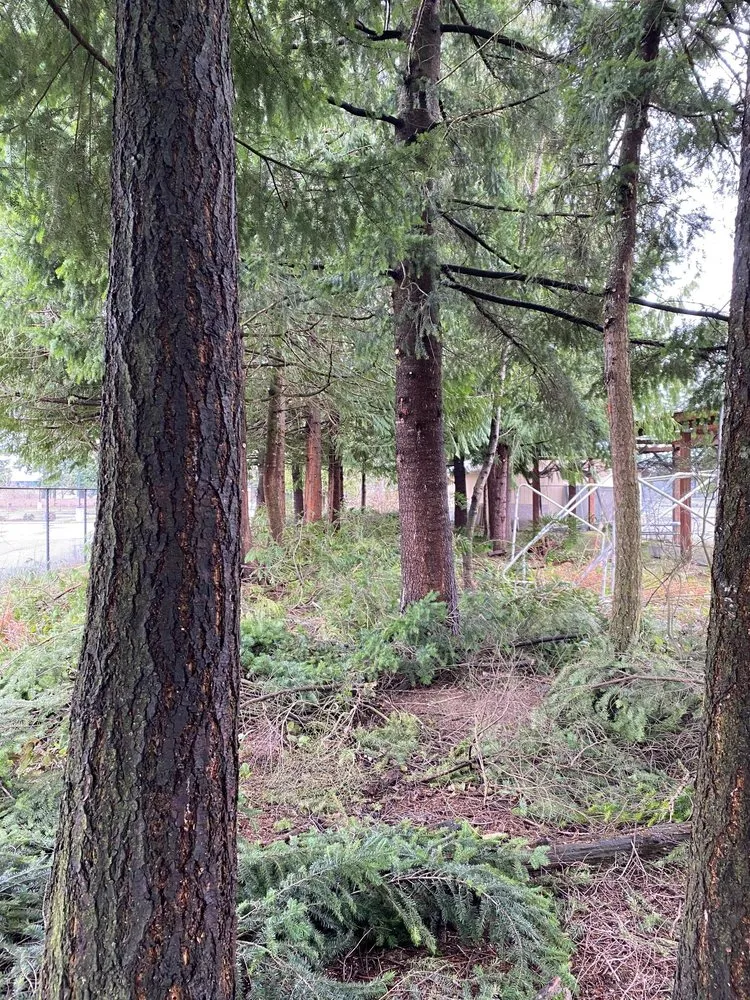 Expert lawn mowing service in Mount Vernon, WA by M.H Landscaping