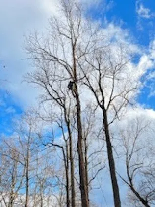 Expert outdoor landscaping in Manassas, VA - MH Quality Tree Care and Landscaping Service