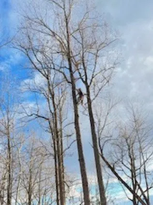 Top-rated yard cleanup service for beautiful yards in Manassas, VA by MH Quality Tree Care and Landscaping Service