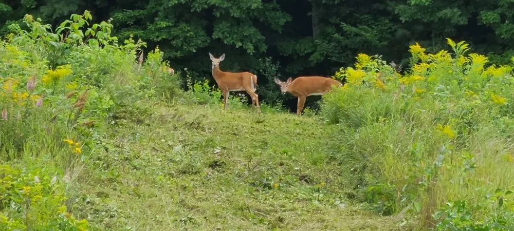 Top-rated outdoor landscaping for homes across Limerick, ME - MH TractorWorx
