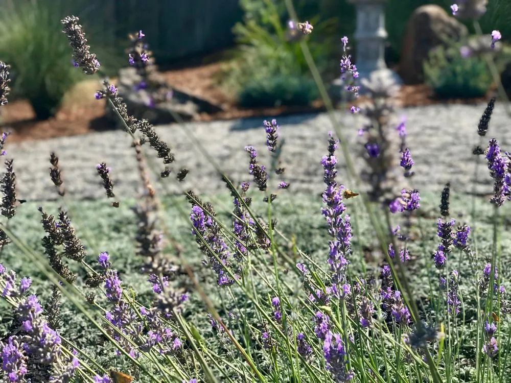 Trusted residential landscaping for homes in San Rafael, CA by MHA Creative Landscapes