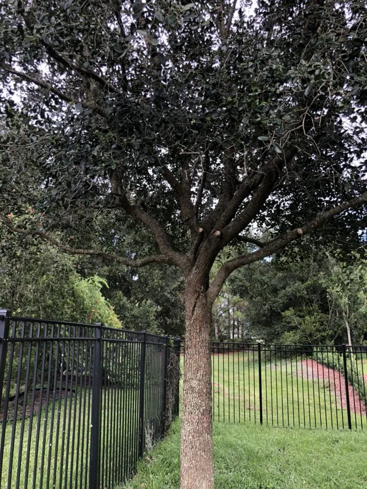 Professional landscape design experts serving Zephyrhills, FL - Mi Casa Tu Casa Land Care