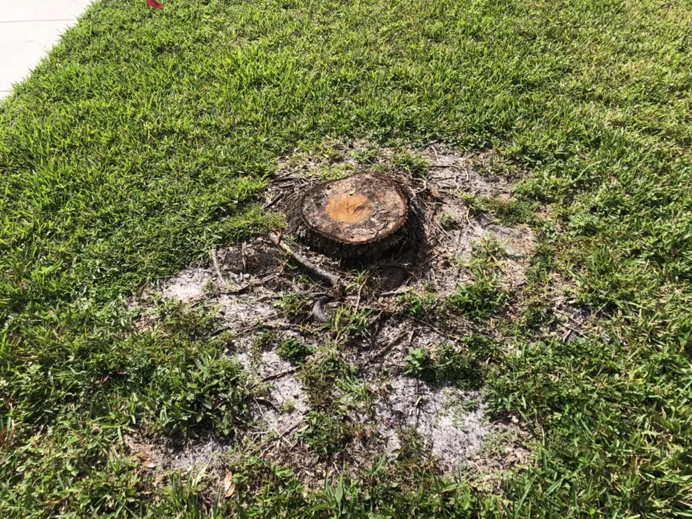 Top-rated yard cleanup service for outdoor upgrades across Zephyrhills, FL - Mi Casa Tu Casa Land Care