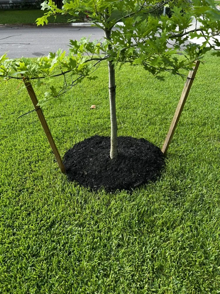 Reliable yard cleanup service near you across Navasota, TX - Mi Familia Lawn & Landscaping