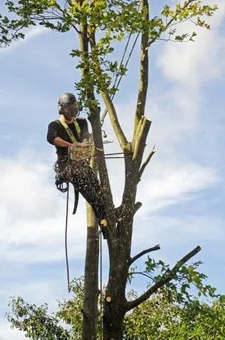 Affordable landscape design in Richmond, VA by Mi Jalisco Landscaping