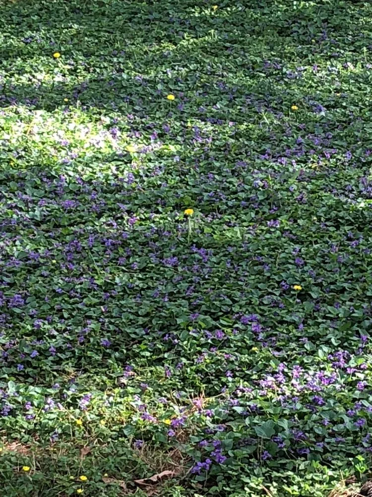 Trusted landscaping services for homes across Richmond, VA - Mi Jalisco Landscaping