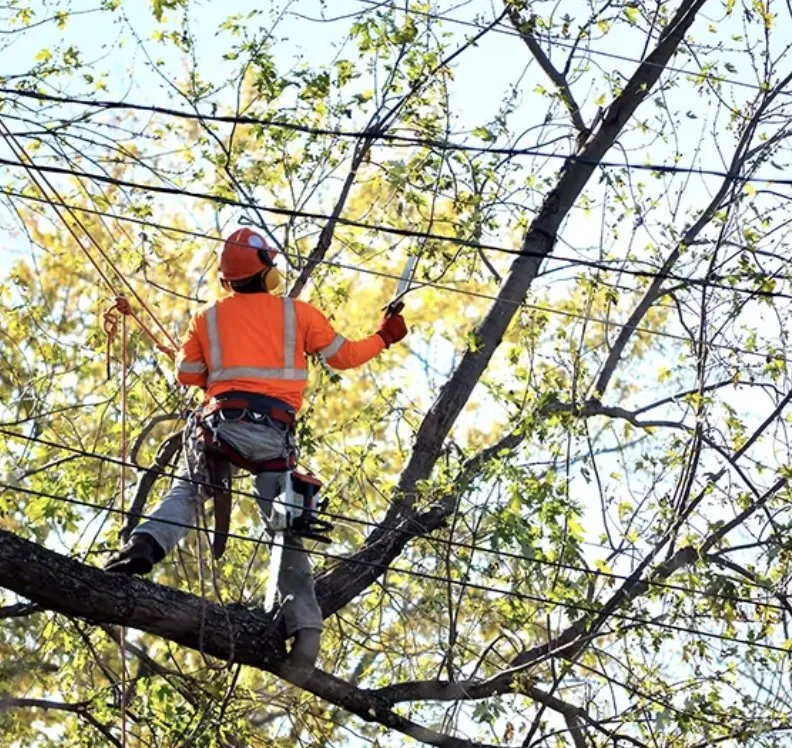 Affordable lawn mowing service in Richmond, VA - Mi Jalisco Landscaping
