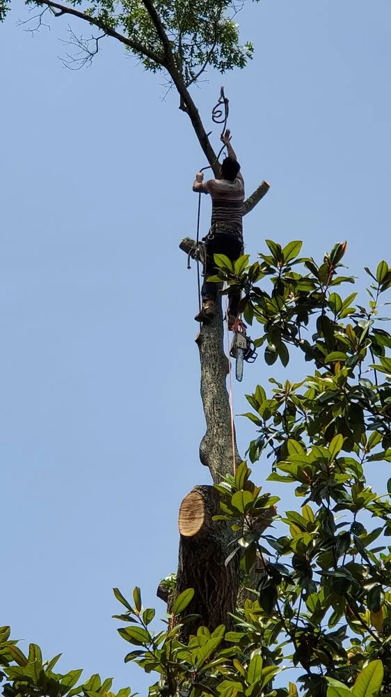 Local yard cleanup service for beautiful yards across Richmond, VA - Mi Jalisco Landscaping