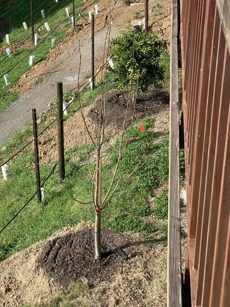 Professional outdoor landscaping in Emerald Hills, CA - Mi Monarca Landscaping