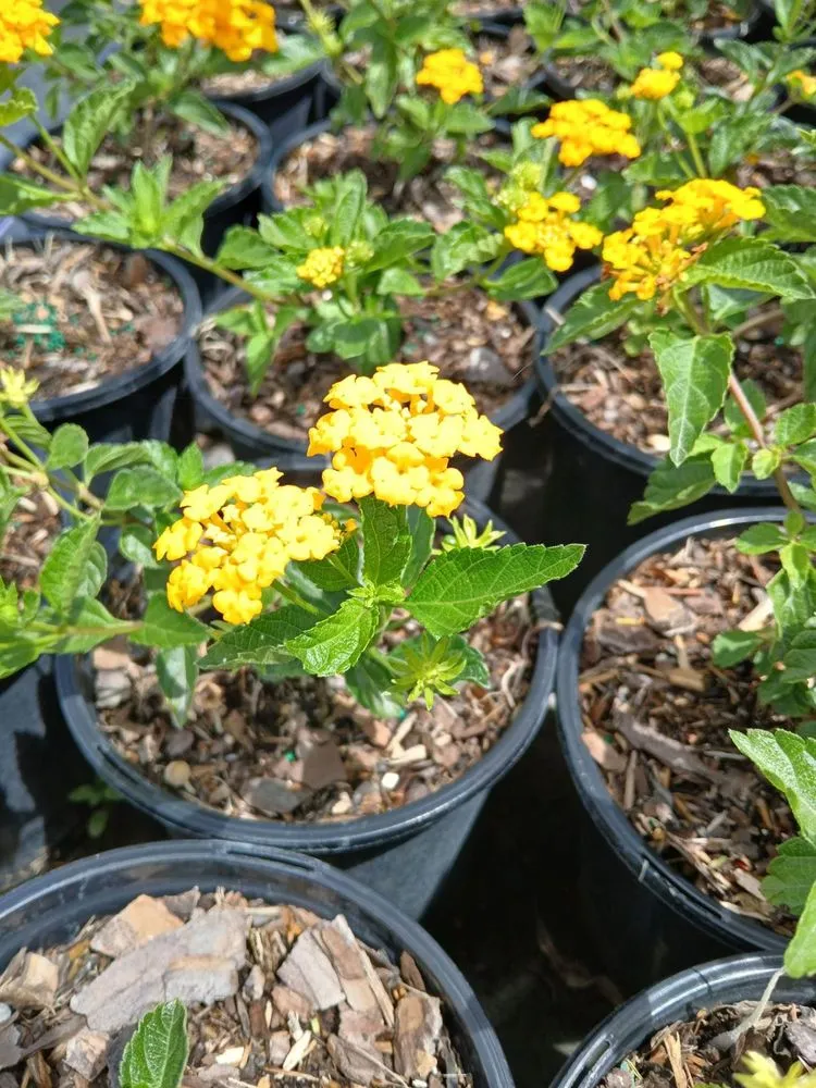 Affordable yard maintenance in Miami Beach, FL - Miami Beach Lawn and Landscaping Services