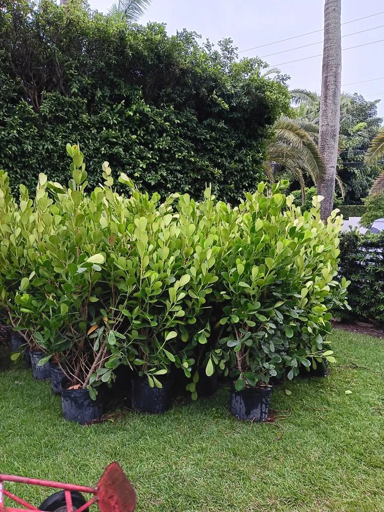 Custom lawn care service in Miami Beach, FL - Miami Beach Lawn and Landscaping Services