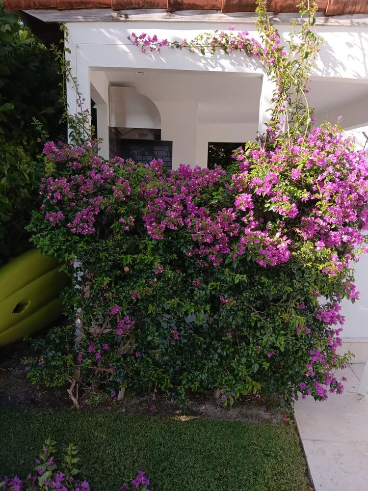 Custom landscape installation experts serving Miami Beach, FL - Miami Beach Lawn and Landscaping Services