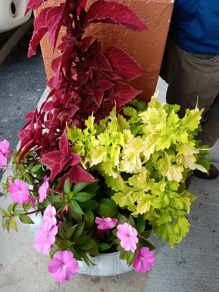 Local lawn care service for residential properties in Miami Beach, FL by Miami Beach Lawn and Landscaping Services