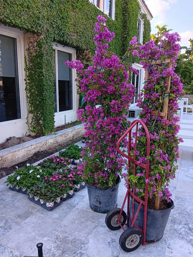 Local yard maintenance in Miami Beach, FL by Miami Beach Lawn and Landscaping Services
