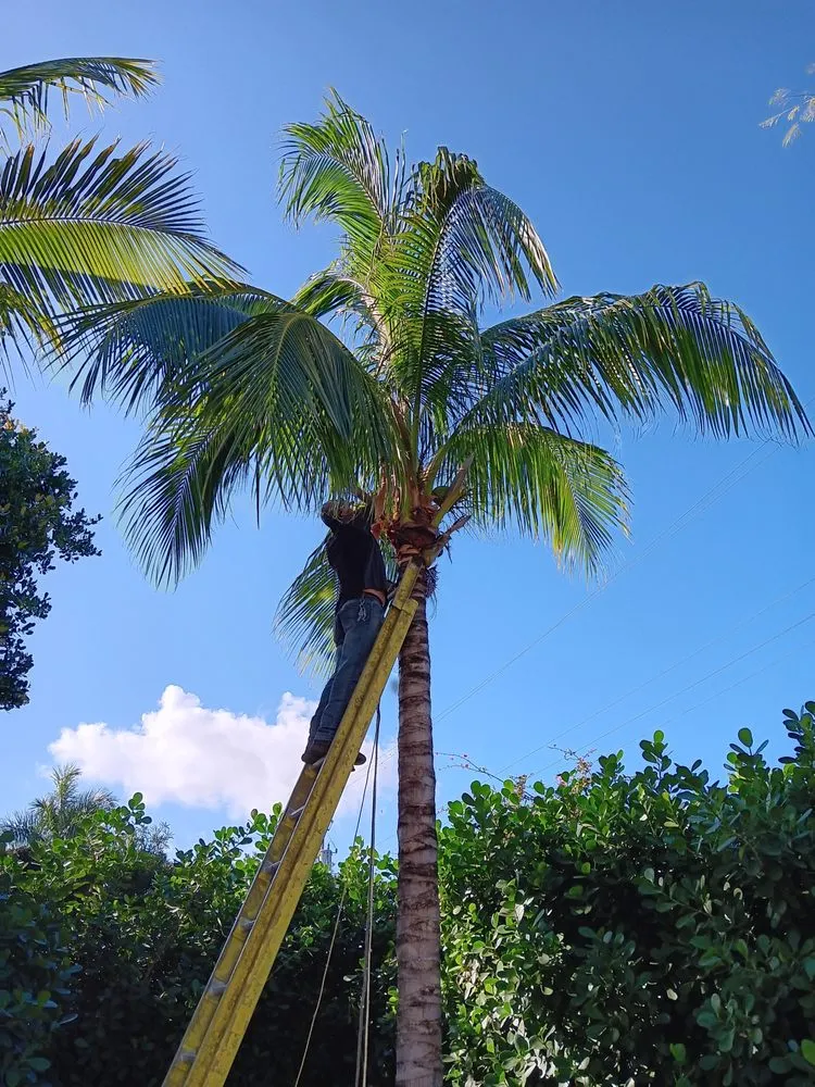 Trusted landscape installation near you in Miami Beach, FL by Miami Beach Lawn and Landscaping Services