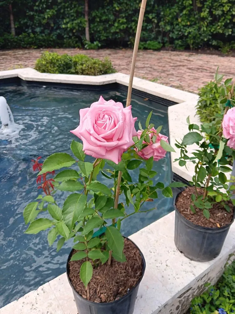 Trusted landscape design for homes across Miami Beach, FL - Miami Beach Lawn and Landscaping Services