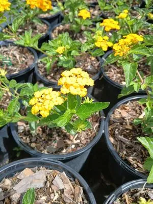 Miami Beach Lawn and Landscaping Services