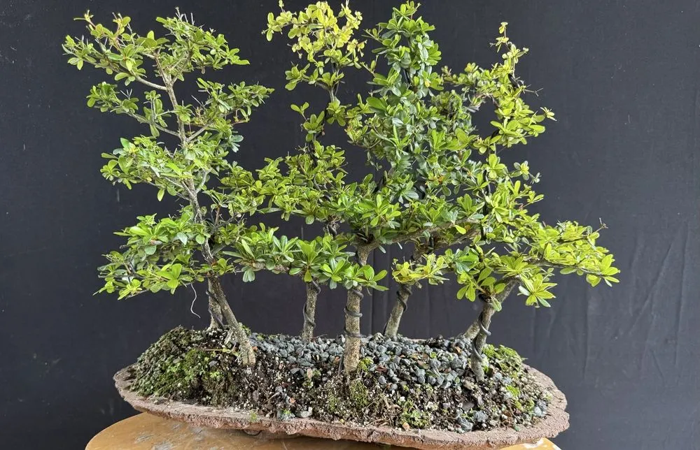 Professional garden landscaping in Miami, FL - Miami Bonsai Specialists