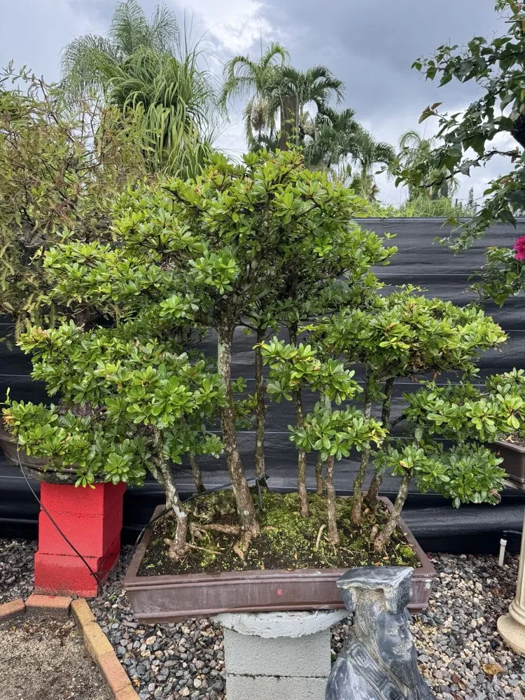 Local garden landscaping for outdoor upgrades across Miami, FL - Miami Bonsai Specialists