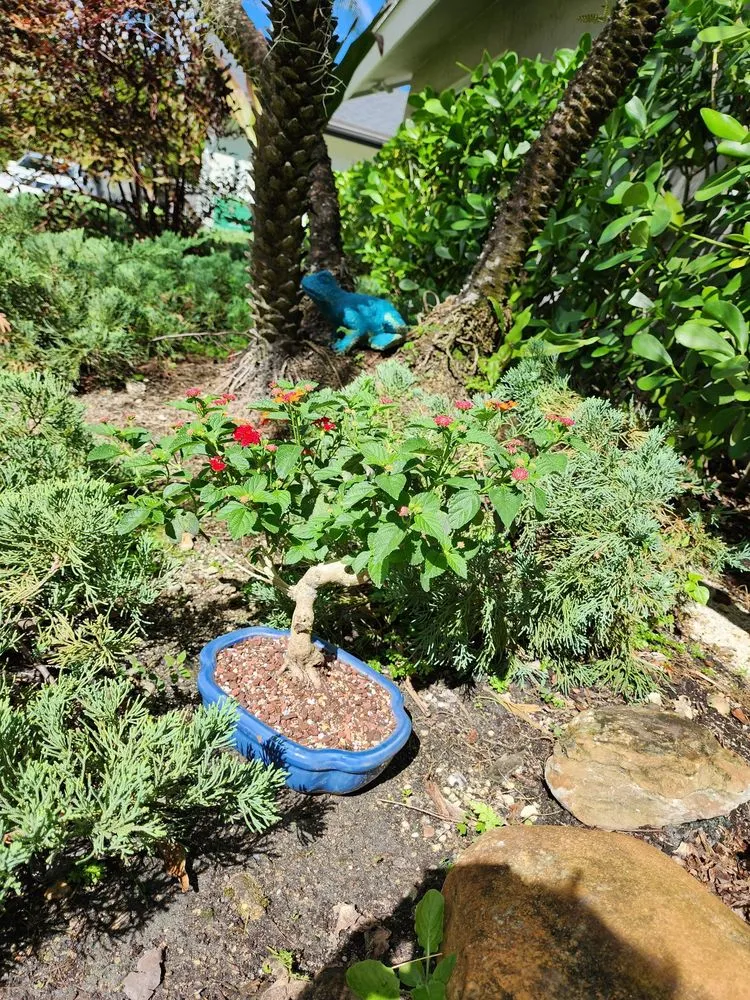 Trusted landscape design experts serving Miami, FL - Miami Bonsai Specialists