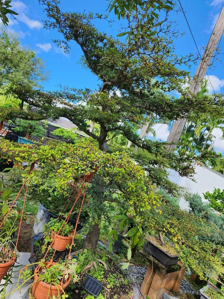 Reliable landscaping services for year-round maintenance across Miami, FL - Miami Bonsai Specialists