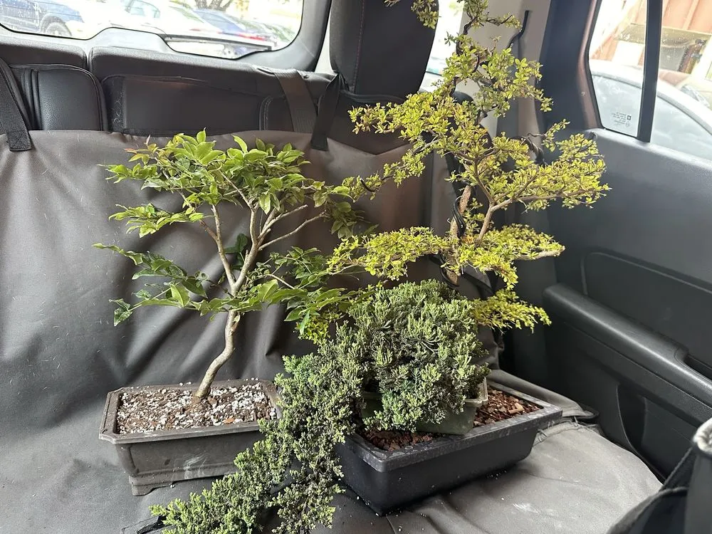 Local garden landscaping in Miami, FL by Miami Bonsai Specialists