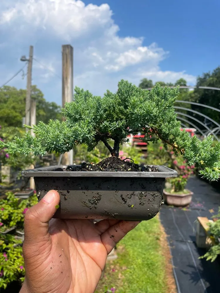 Custom garden landscaping in Miami, FL by Miami Bonsai Specialists