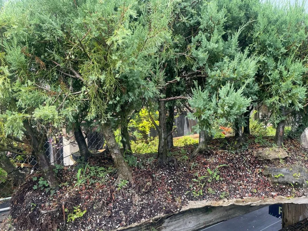 Top-rated residential landscaping in Miami, FL by Miami Bonsai Specialists