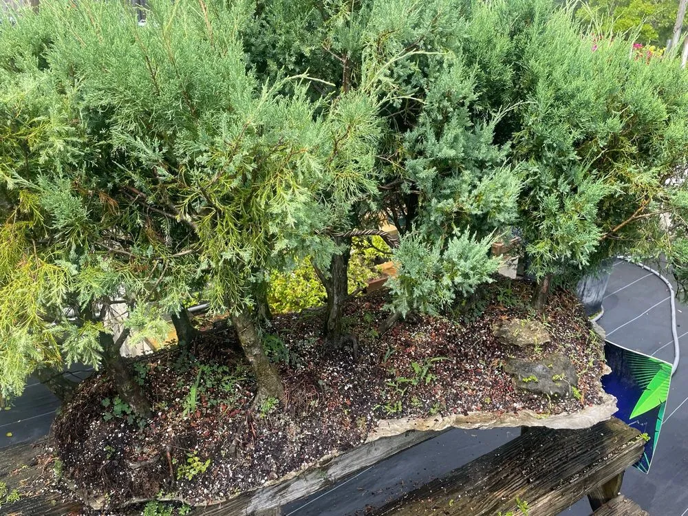 Affordable landscape design in Miami, FL by Miami Bonsai Specialists