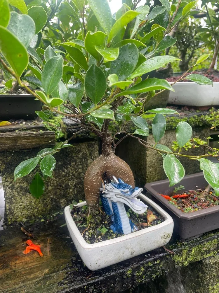 Local yard cleanup service for year-round maintenance in Miami, FL by Miami Bonsai Specialists