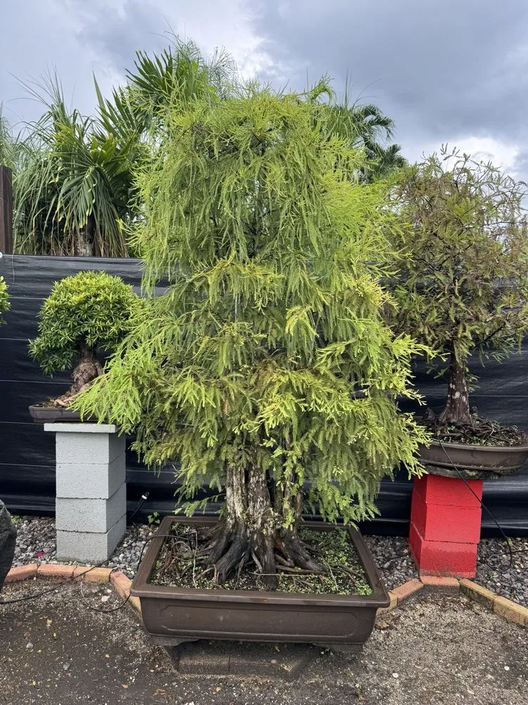 Local outdoor landscaping for residential properties across Miami, FL - Miami Bonsai Specialists